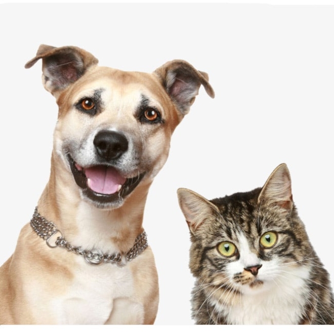 網頁設計案例分析:Pettrust寵物醫療用品網站首頁設計分析